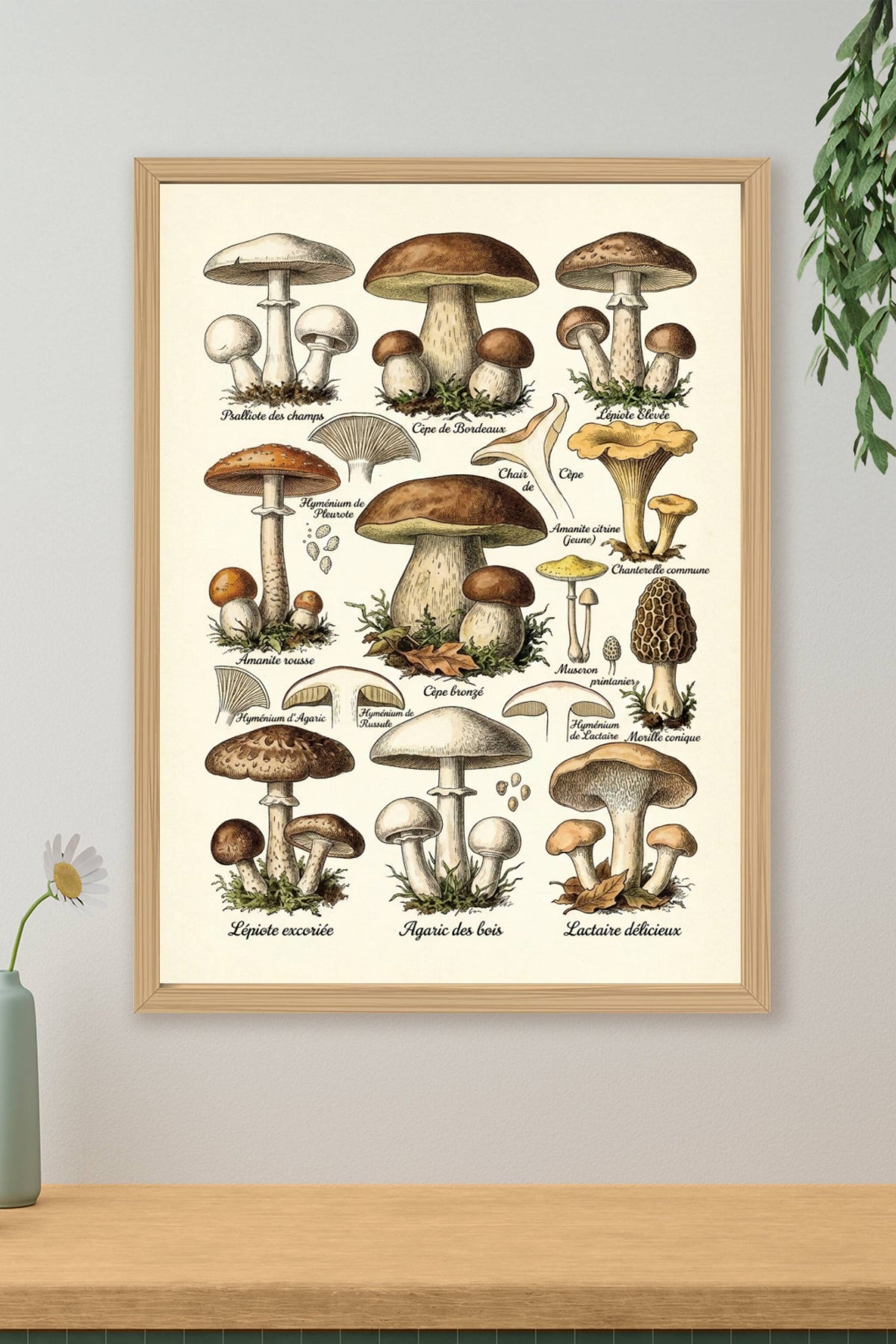 Affiche de Champignons, poster de cuisine vintage