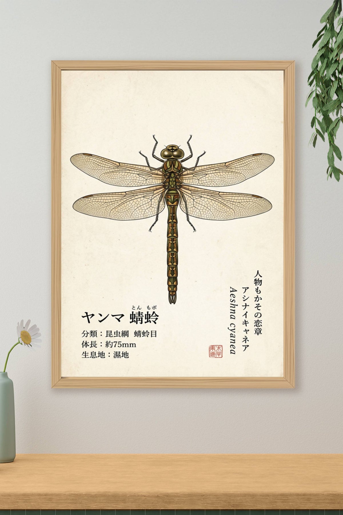 Affiche Libellule Japonaise, poster Aeshna Cyanea