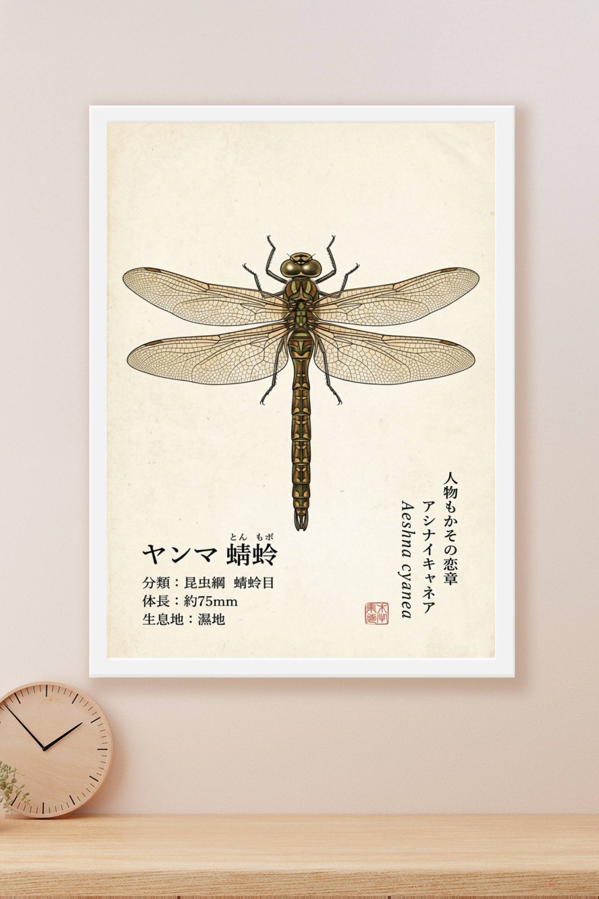 Affiche Libellule Japonaise, poster Aeshna Cyanea